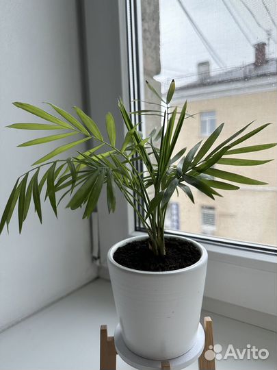 Хамедорея изящная