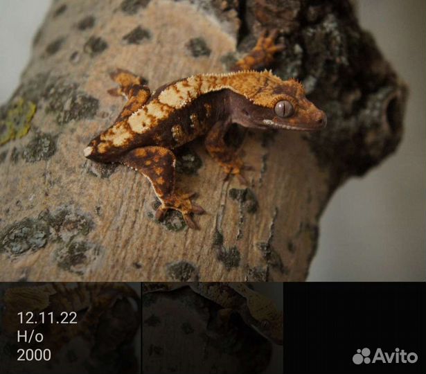 Реснитчатые бананоеды