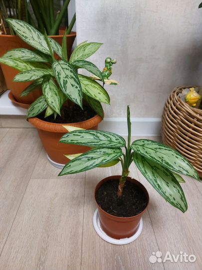 Домашние цветы