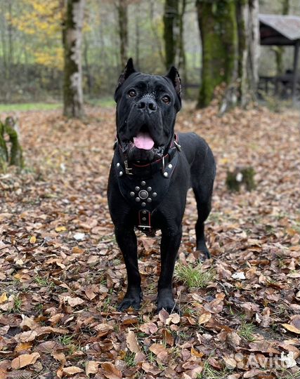 Кане Корсо вязка