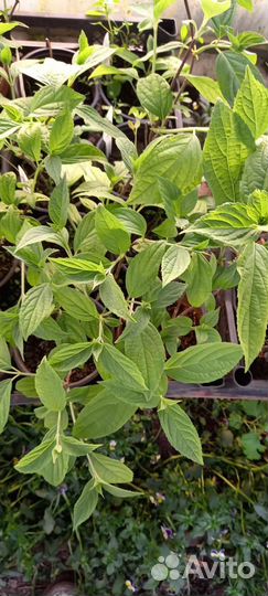 Гортензия Фантом