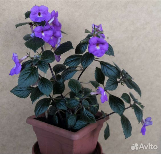 Ахименес,Рurple king