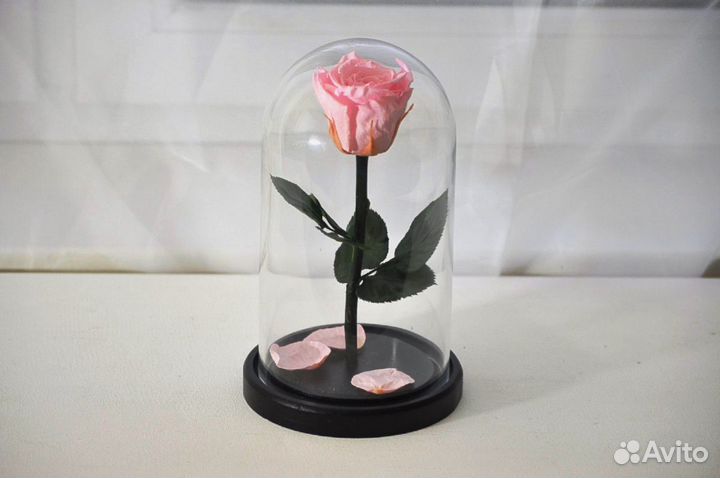 Живая розочка. Подарок. Сувенир
