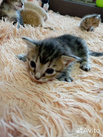 Бенгальские котята