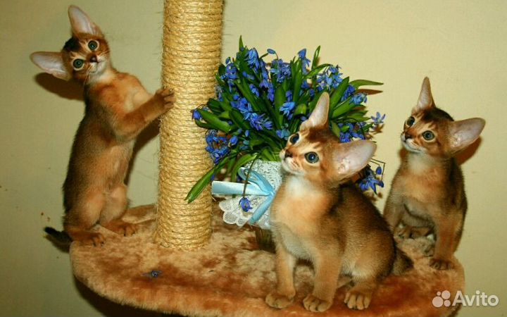 Абиссинские котята