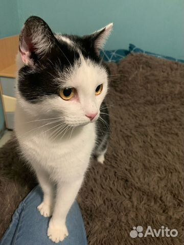 Котик Матвей ищет дом и любящих хозяев