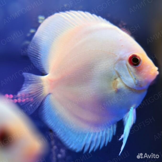 Дискус Голубой Алмаз (Blue Diamond Discus) класс