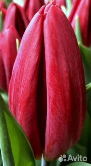 Тюльпаны к 8 марта