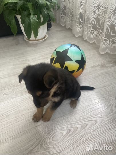 Немецкая овчарка
