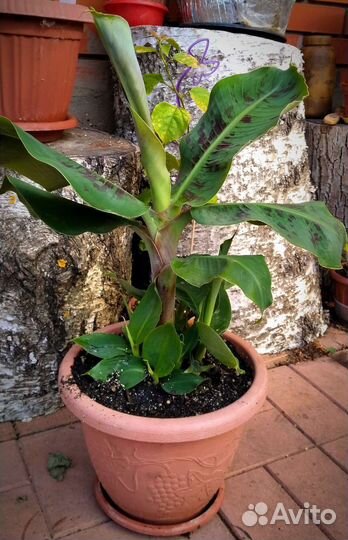 Комнатный банан плодоносящий