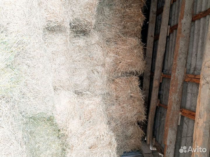 Сено люцерны в тюках