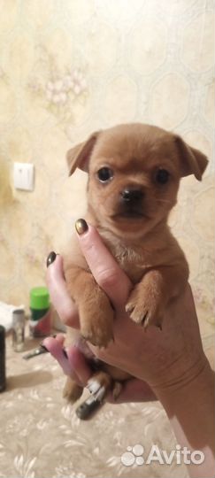 Маленькая собака чихуахуа