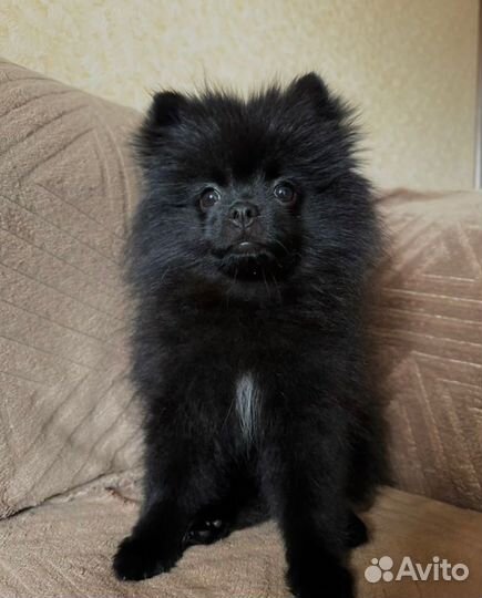Продаётся Померанский Мини Шпиц