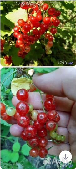 Саженцы Красной смородины