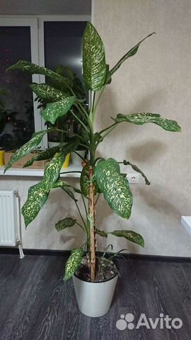 Диффенбахия