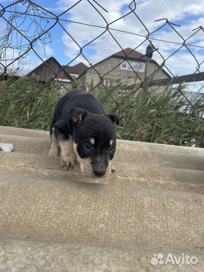 Собака питбуль