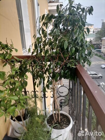 Взрослое декоративное растение домой или в офис