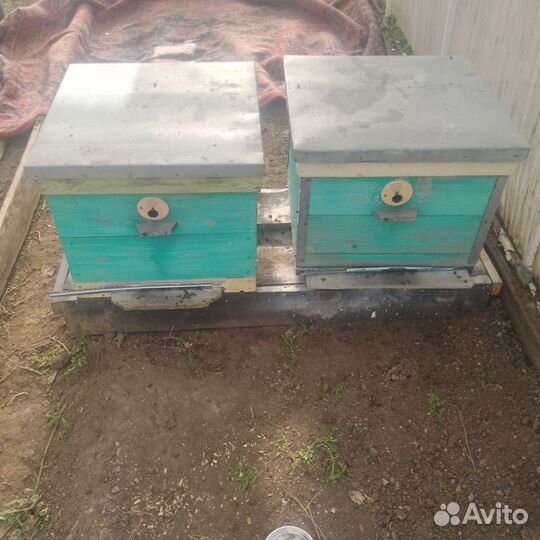 Пчелы и улья