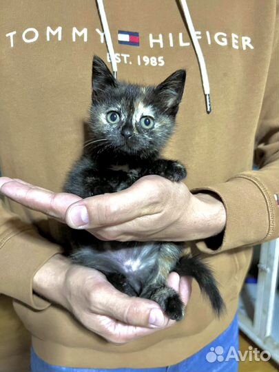 Котенок ласковый (девочка) в добрые руки