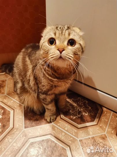 Шотландский кот