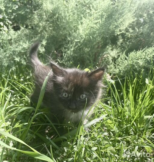 Милые котята