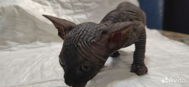 Котята сфинкс эльф