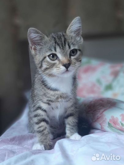 Отдаю котёнка в добрые руки