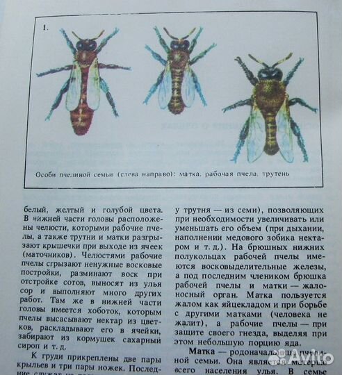 Нуждин А. С. Пасека на приусадебном участке