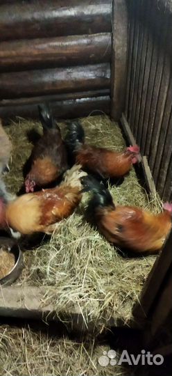 Куры и петухи