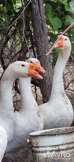 Гуси порода Линда