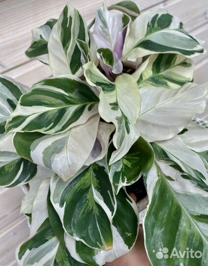 Калатея white fusion