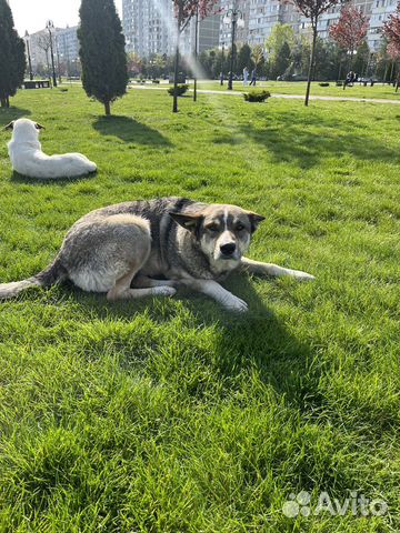 Пес в добрые руки