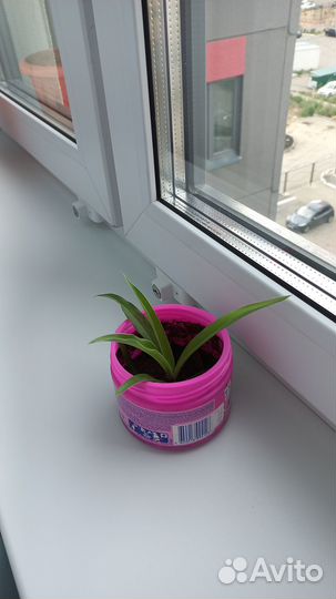 Хлорофитум