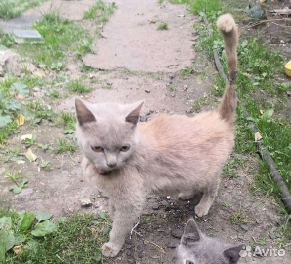 Кошка британка метис