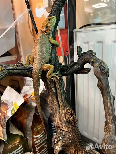 Бородатая агама