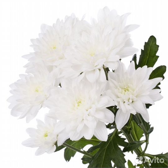 Хризантема срезочная