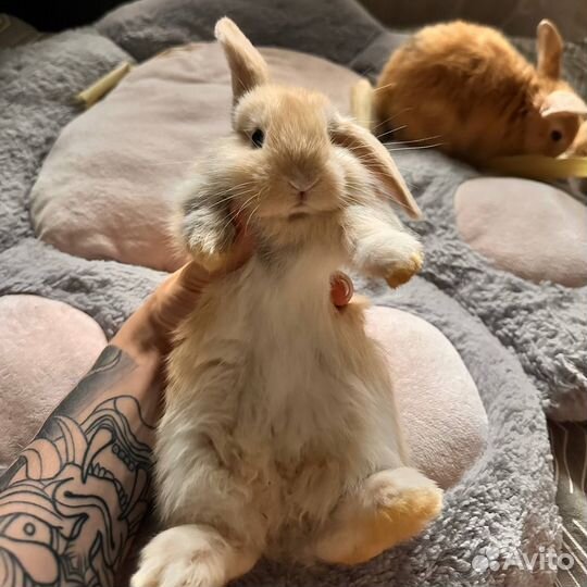 Карликовый вислоухий кролик Баран 1 месяц
