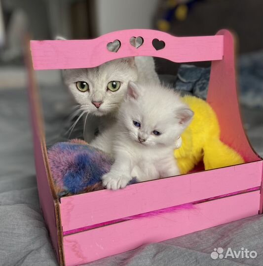 Британские котята