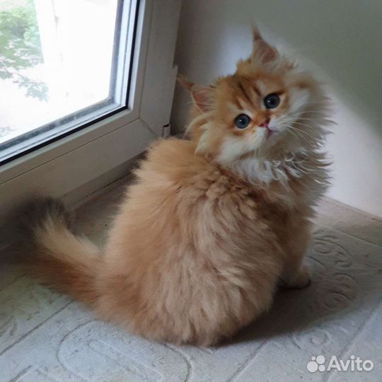 Британская кошечка LH (бронь )