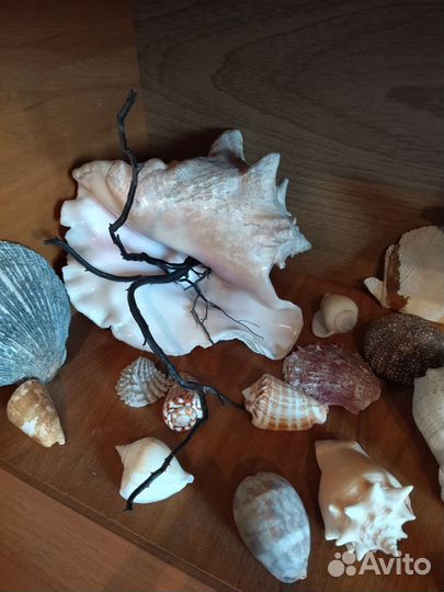 Коллекция ракушек, морских звёзд, кораллов
