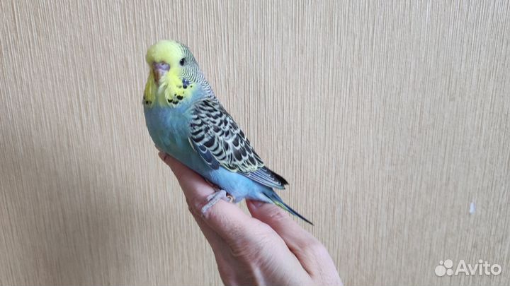 Выставочный волнистый попугай, птенчик мальчик