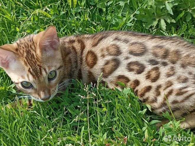 Бенгальская кошка