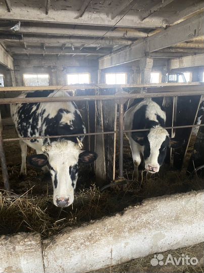 Фермерское хозяйство. (Эко туризм )