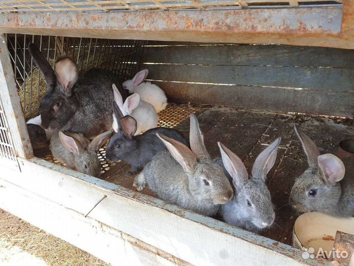 Кролики Белый серый великан