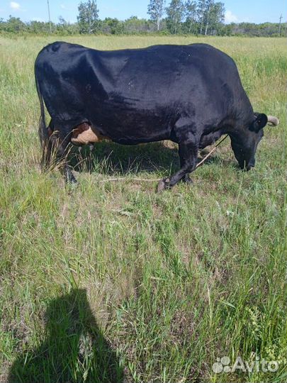 Корова дойная