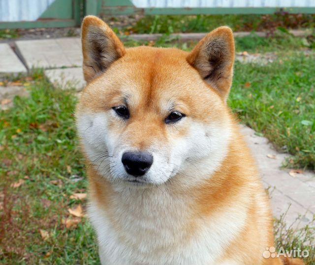 Сиба для вязки