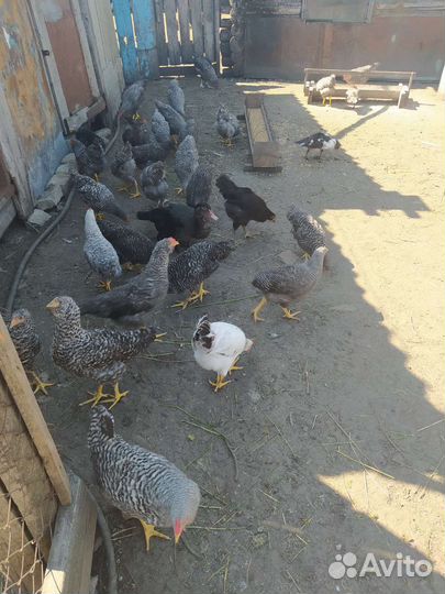 Куры молодки