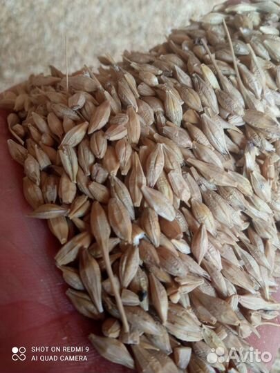 Зерно ячмень