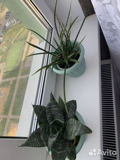 Комнатные растения сансевиерия, кливия, фикус и др