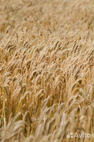Зерно пшеница